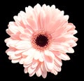 Single pink  gerbera isolated Royalty Free Stock Photo