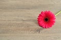 A single pink Gerbera Royalty Free Stock Photo