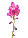Single pink gladiolus flower, isolated on white background Royalty Free Stock Photo