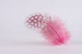 Single Pink Guinea Feather Isolated