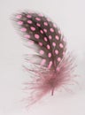 Single Pink Guinea Feather Isolated