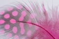 Single Pink Guinea Feather Macro Background