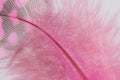 Single Pink Guinea Feather Macro Background