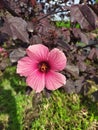 A single pink hawaiian hibiscus flower with purple leaves. Una ÃÂºnica flor de cayena color rosado con hojas color morado