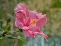 Single Pink Hibiscus Flower with Blurred Background Royalty Free Stock Photo