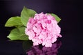 Single pink hortensia on black background Royalty Free Stock Photo