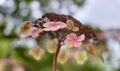 A single pink hortensia flower Royalty Free Stock Photo