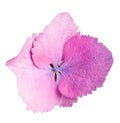 Single pink Hydrangea flower Royalty Free Stock Photo