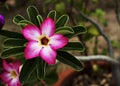 Single pink impala lily flowwer close up backgrounds Royalty Free Stock Photo