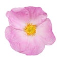 Single pink isolated brier bloom Royalty Free Stock Photo