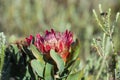 Single pink King protea flower or Protea cynaroides, with natural ligh Royalty Free Stock Photo