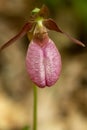 Single pink lady`s slipper flower in Newport, New Hampshire. Royalty Free Stock Photo