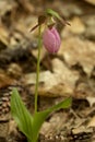 Single pink lady`s slipper flower in Newport, New Hampshire. Royalty Free Stock Photo