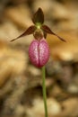 Single pink lady`s slipper flower in Newport, New Hampshire. Royalty Free Stock Photo