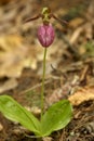 Single pink lady`s slipper flower in Newport, New Hampshire. Royalty Free Stock Photo