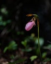 Single pink lady slipper flower Royalty Free Stock Photo