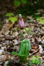 Single pink lady slipper flower