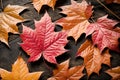 Single pink leaf in an autumn forest Royalty Free Stock Photo