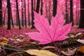 A single pink leaf lies on the forest floor, surrounded by greenery Royalty Free Stock Photo