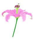 Single pink lilly flower.