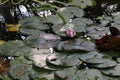 Lotus flower in the pond illuminated by the setting sun with drops on the leaves and reflection on the water.. Royalty Free Stock Photo