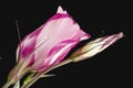 Single pink lisianthus flower with bud Royalty Free Stock Photo