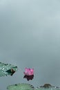 Pink lotus with dark green leave in water pond minimalism nature background Royalty Free Stock Photo