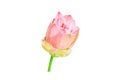 Single pink lotus flower isolated on white background Royalty Free Stock Photo