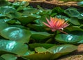 A single pink lotus flower in a pond surrounded by the green leaves Royalty Free Stock Photo