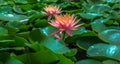 A single pink lotus flower in a pond surrounded by the green leaves