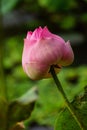 Single Pink Lotus Royalty Free Stock Photo