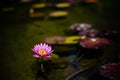 Single pink lotus or water lily flower