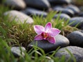 A Single Pink Orchid Blooming Amidst Stones and Grass. Royalty Free Stock Photo