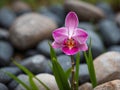 A Single Pink Orchid Blooming Amidst Stones and Grass. Royalty Free Stock Photo