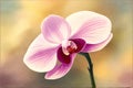 single pink orchid flower. ai generated Royalty Free Stock Photo