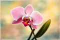single pink orchid flower. ai generated Royalty Free Stock Photo