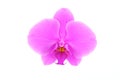 Single pink orchid flower