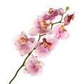 Single pink Orchid isolated on white background Royalty Free Stock Photo