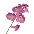 Single pink Orchid isolated on white background Royalty Free Stock Photo