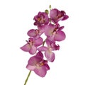 Single pink Orchid isolated on white background Royalty Free Stock Photo