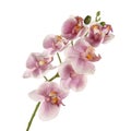 Single pink Orchid isolated on white background Royalty Free Stock Photo
