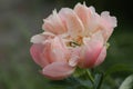Single pink peony flower with copy space
