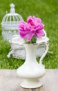 Single pink peony flower in white ceramic vase Royalty Free Stock Photo