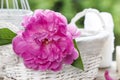 Single pink peony flower in white ceramic vase Royalty Free Stock Photo