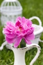 Single pink peony flower in white ceramic vase Royalty Free Stock Photo