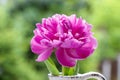 Single pink peony flower in white ceramic vase Royalty Free Stock Photo