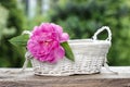 Single pink peony flower in white wicker basket Royalty Free Stock Photo