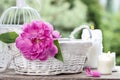 Single pink peony flower in white wicker basket Royalty Free Stock Photo