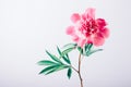 Single pink peony with green leaves on white background Royalty Free Stock Photo