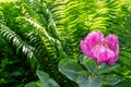 Single pink pionia flower on blurry green fern background with placeholder